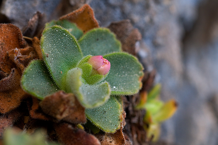 Primula allionii, di Allioni, primula rara, fiori di montagna